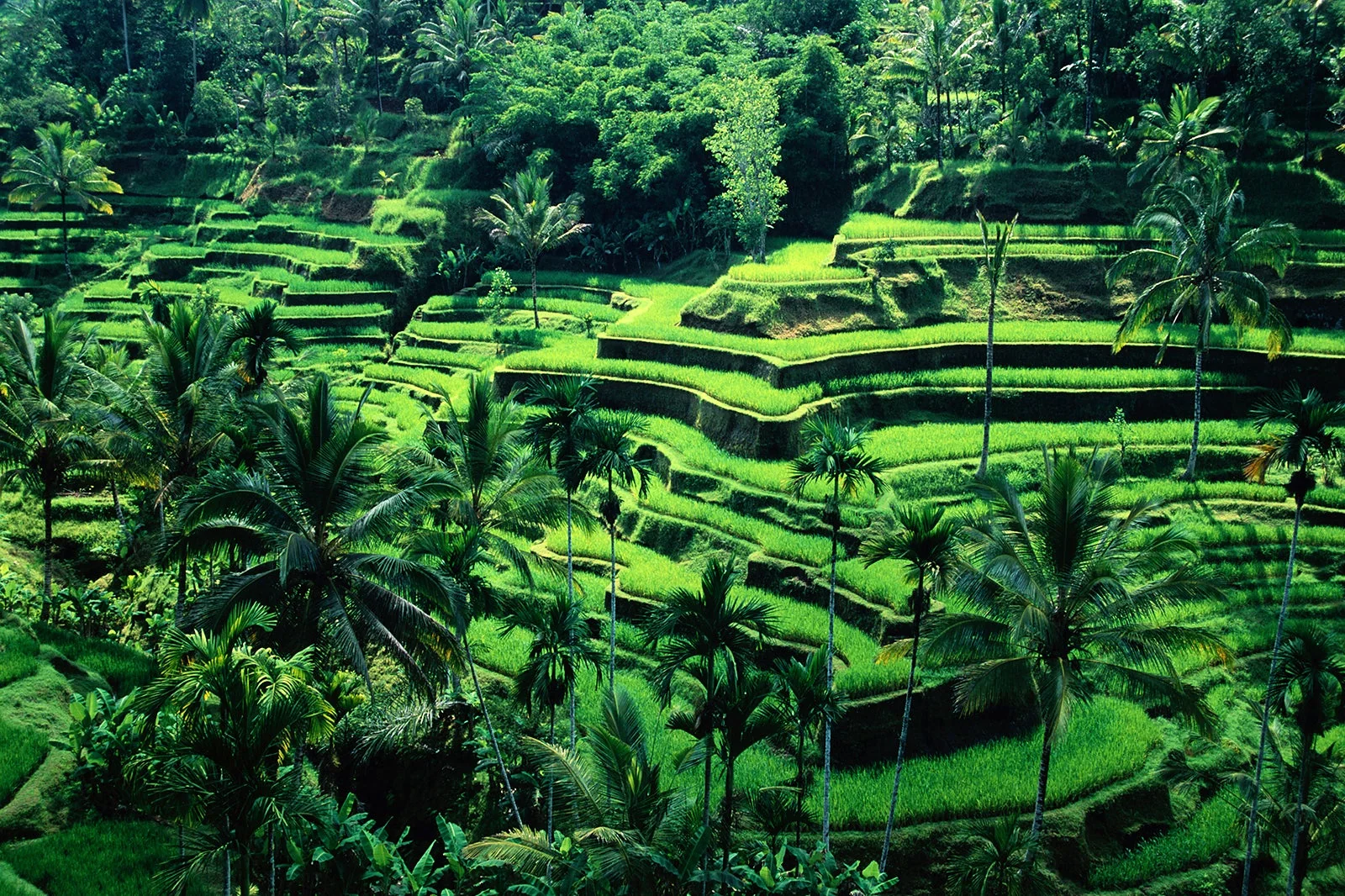 ubud bali